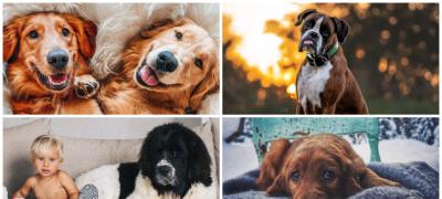 10 rasa pasa koji vole ljude više nego sebe (foto)