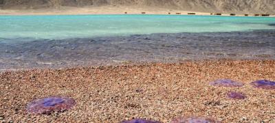 Маpa svih grčkih plaža na kojima su se pojavile meduze