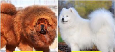 Kojih je 10 rasa pasa najskuplje na svetu?